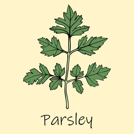 Doodle freehand sketch drawing of parsley. Culinary herbs collection concept.のイラスト素材