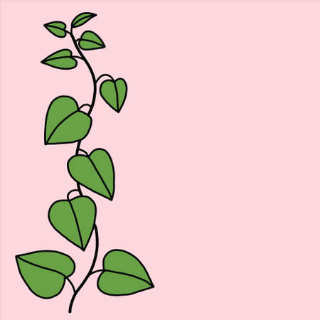 simplicity ivy freehand drawing flat design.vector illustration.のイラスト素材