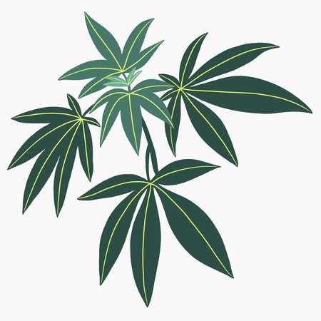 Simplicity cannabis plant freehand drawing flat design.vector illustration.のイラスト素材