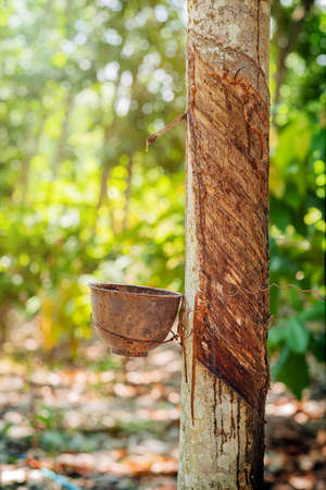 Rubber tree plantation harvesting in a organic farm.の写真素材