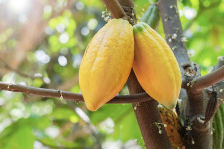 Cacao tree with cacao pods in a organic farm.