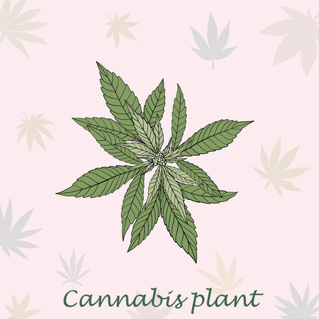 Simplicity cannabis plant freehand drawing flat design.vector illustration.のイラスト素材