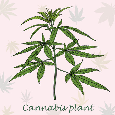 Simplicity cannabis plant freehand drawing flat design.vector illustration.のイラスト素材