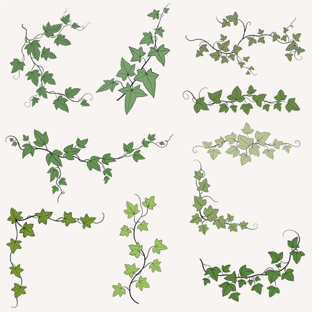 Floral ivy drawing decorative ornament flat design collection. Vector illustration.のイラスト素材