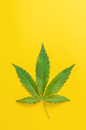 Weed, cannabis, hemp, marijuana leaf on colorful background.の写真素材
