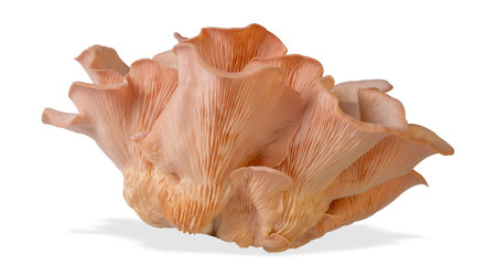 Isolated pink oyster mushroom cut out on white background.の写真素材