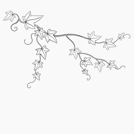 Floral ivy drawing decorative ornament flat design. Vector illustration.のイラスト素材