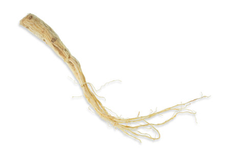 Isolated ginseng cut out on white background.の写真素材