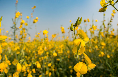 Sunn  hemp, Indian hemp meadowの写真素材