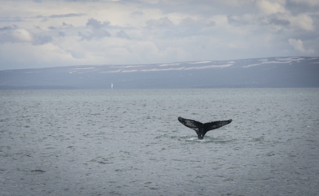 Humpback Whale diving  with a fjord on the background  Megaptera novaeangliaeの写真素材