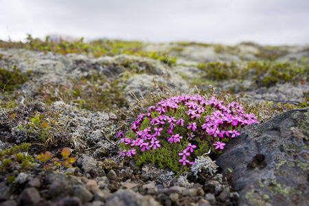 Icelandic pink flowers in Skaftafell natural parkの写真素材