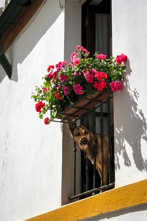 dog (German Shepherd) peeking through a flowered balcony in Andalucia, Spainの写真素材