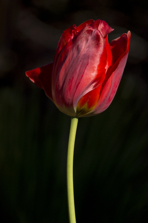 Single red tulip against a black backgroundの写真素材