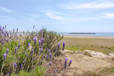 Lavender in the foreground and Mediterranean sea in the backgroundの写真素材