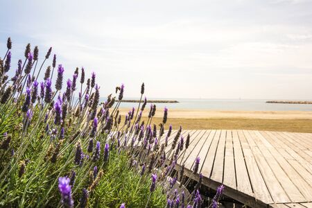 Lavender in the foreground and Mediterranean sea in the backgroundの写真素材