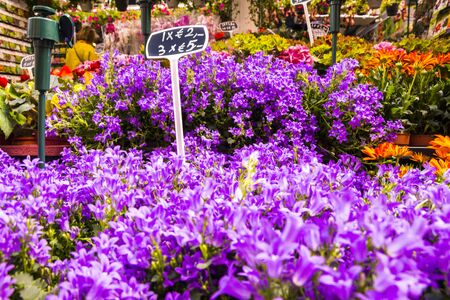 beautiful colorful flower for saleの写真素材