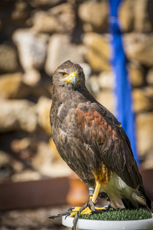 Close up view of Harris Hawk . His scientific name is Parabuteo Unicintusの写真素材