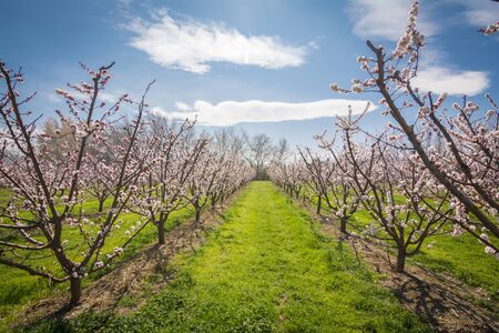 Apricot blossom. Fresh spring backgroundの写真素材