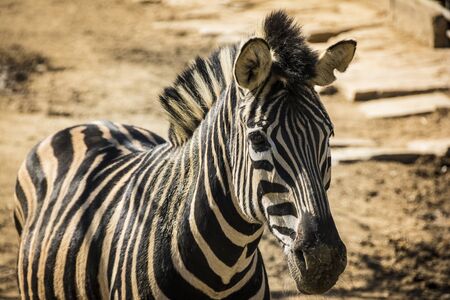 Close-up portrait of a Chapmans zebraの写真素材