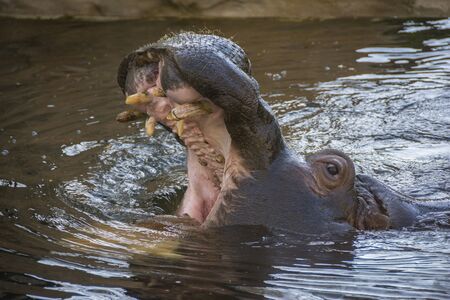 Aggressive Hippopotamus with open mount in water.