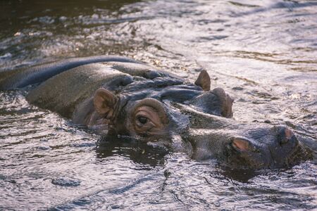 Portrait of a hippopotamus floating on the waterの写真素材