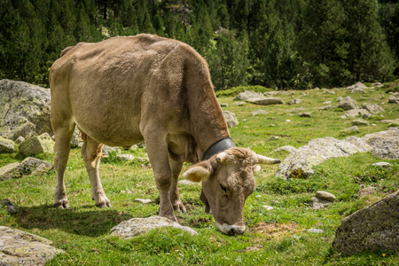 Cow eating grass on a mountain side. Aiguestortes National Park in Catalan Pyrenees, Spain.の写真素材