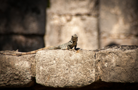 Detailed Iguana or Ctenosaura similis on stones of Tulum Ruins.の写真素材
