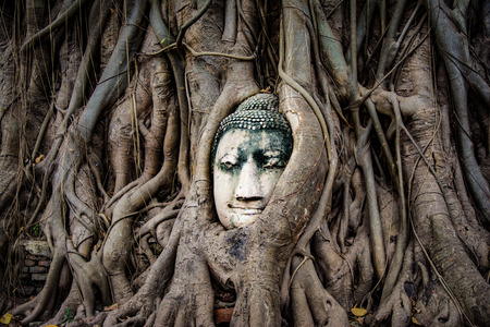 Buddha Head Statue in Banyan Tree, Thailandの写真素材