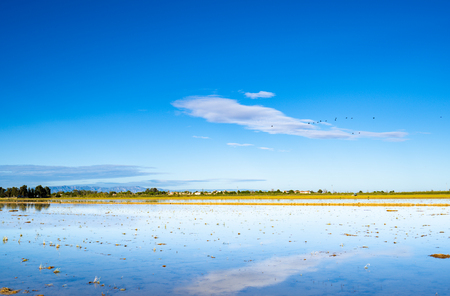 Rice paddy field in Ebro delta, Spain. Blue sky water reflectionの写真素材