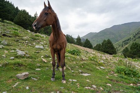 beautiful brown arabian horse grazing on high mountain
