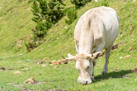 Cow eating grass on a mountain side. Vall de Nuria, Catalan Pyrenees, Spain.の写真素材