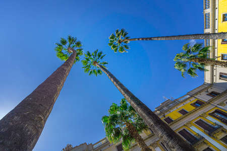 Bottom view of palm trees and building facade in Plaza real, Barcelona.の写真素材