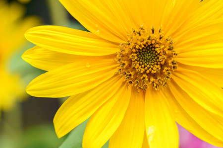 Close up and selective focus of refreshing sunflower in the mid of the afternoon sunlightの写真素材