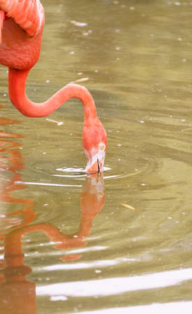 A Pink Flamingo Drinking Water with reflectionの写真素材