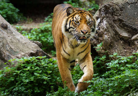 A Sumatran tiger or Panthera Tigris Sondaica huntingの写真素材
