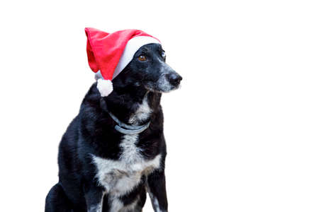 Dog with santa hat and Heterochromia or different colored eyes against white backgroundの写真素材