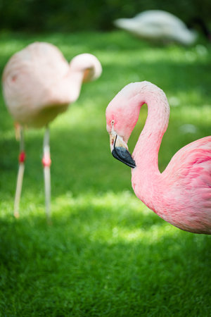 Close-up of pink flamingo birdの写真素材