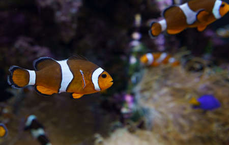 Ocellaris clownfish or Amphiprion ocellaris swimming underwaterの写真素材
