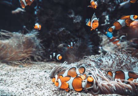 Ocellaris clownfish or Amphiprion ocellaris swimming underwaterの写真素材