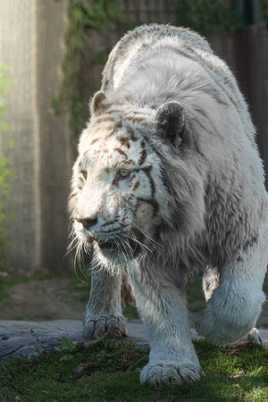 White bengal tiger. Beautiful big cat with blue eyes and pink nose.の写真素材