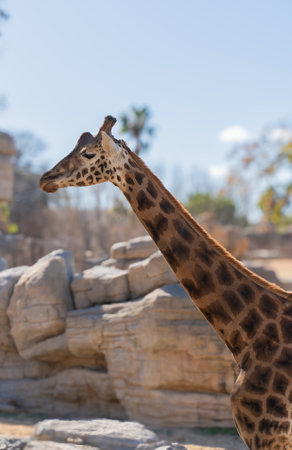 Giraffe enjoying sunny day in zoo habitat enclosureの写真素材