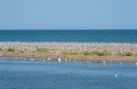 Colony of seagulls resting and flying at Ebro Delta in Spainの写真素材