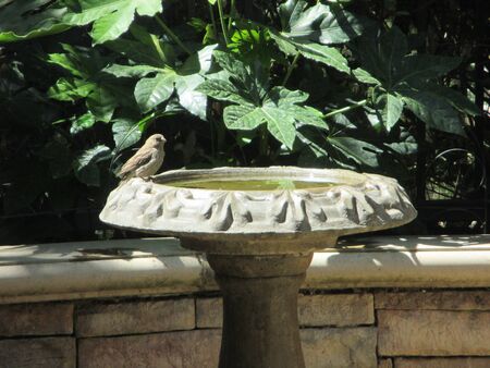 A Savannah sparrow on a stone birdbathの写真素材