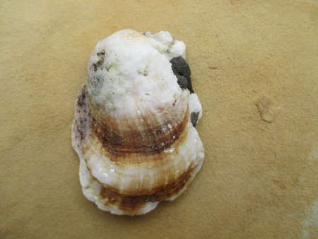A large brown and white seashell