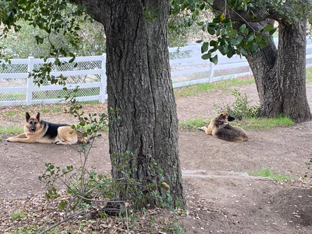 Two German shepherd dogs by two oak trees