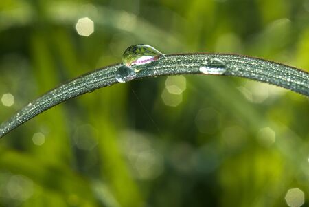 Dew on green leaf with drops of water in morning.の写真素材
