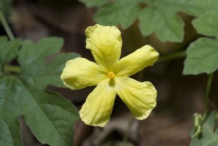 Yellow Flower in the garden.の写真素材