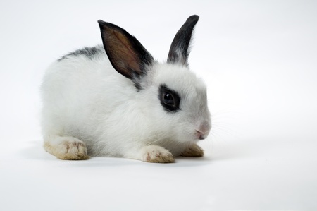 Rabbit in studio shot, free space for your text の写真素材