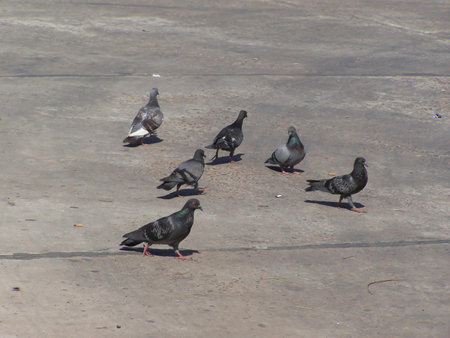 covey of dove birds , the peace was thatting menacedの写真素材
