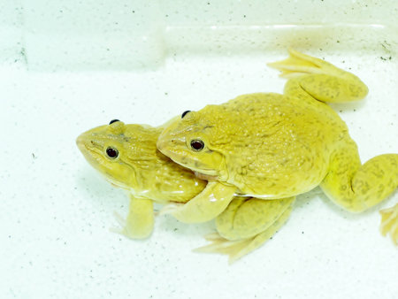 frog is yellow